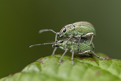 Green leaf weevils copulating during monsoon season in Kathmandu