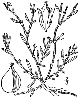 <i>Polygonum glaucum</i> Species of flowering plant