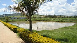 Ponds at the Aquaculture Research and Development Centre, Kajjansi