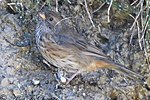 Miniatura para Poospiza rubecula