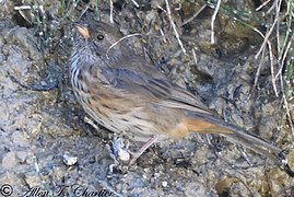 Rufous-breasted Warbling Finch (Q1314609)