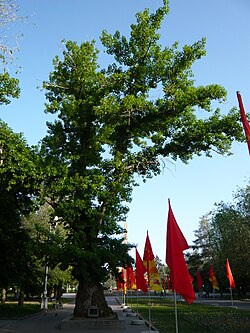 Poplar at Pavshikh Bortsov square-2.JPG