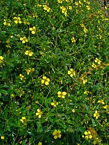 Potentilla erecta Habitus