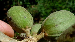 <i>Pradosia lactescens</i> Species of flowering plant