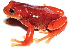 Description de l'image Pristimantis erythros - 2.jpg.