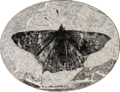 Image 5Prodryas persephone, a Late Eocene butterfly (from Mutation)