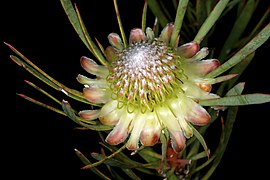 Protea scolymocephala cultivated at Paarlberg Nature Reserve, Paarl, Western Cape, South Africa