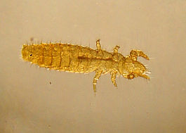 Protura specimen (Acerentomon species) micrograph.jpg