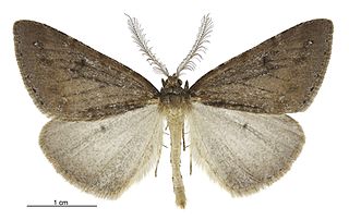 <i>Pseudocoremia berylia</i> Species of moth endemic to New Zealand