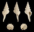 * Nomination Shell of a Miocene gastropod, Pseudolatirus bilineatus --Llez 05:47, 18 November 2014 (UTC) * Promotion ok --Cccefalon 09:01, 18 November 2014 (UTC)