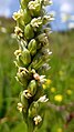 Pseudorchis albida Germany - Feldberg (Schwarzwald)