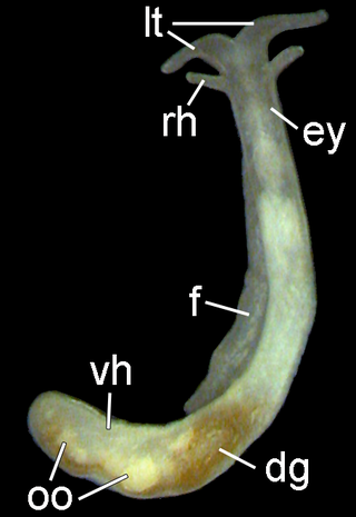 <i>Pseudunela marteli</i> Species of mollusc