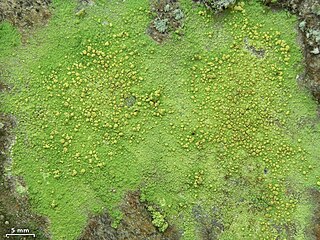 <i>Psilolechia lucida</i> Species of lichen