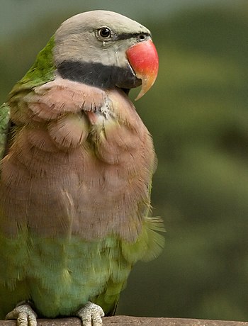 A Red-breasted parakeet (also known as the Mou...