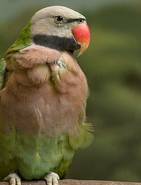 File:Psittacula alexandri -Jurong Bird Park -upper body-8a.jpg