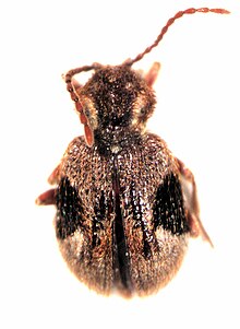 Ptinus plagiatus Ptinus plagiatus.jpg