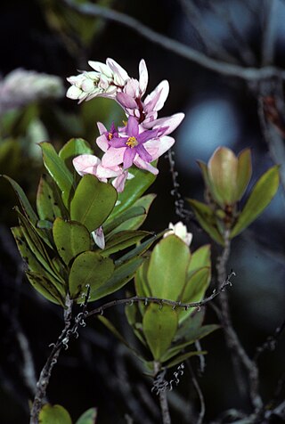 <i>Purdiaea</i> Genus of flowering plants