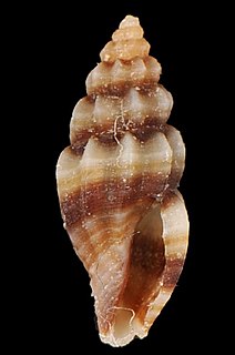 <i>Pyrgocythara cinctella</i> species of mollusc