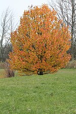 Thumbnail for File:Pyrus calleryana SCA-181110-01.jpg