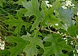 Quercus-palustris.JPG