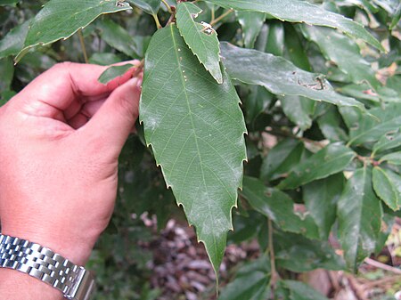 Tập_tin:Quercus_salicina3.jpg
