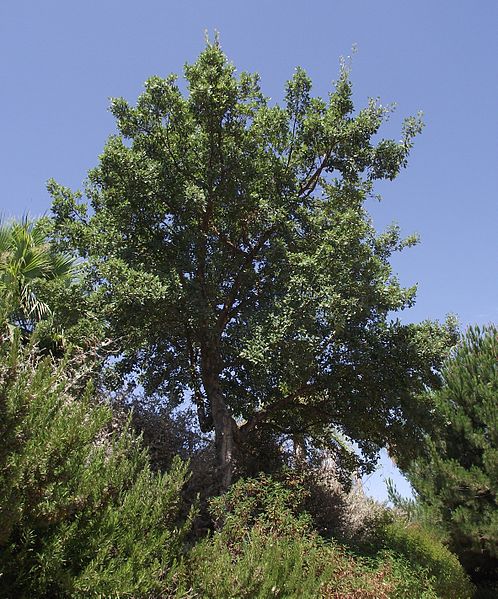 File:Quercus suber 4.jpg