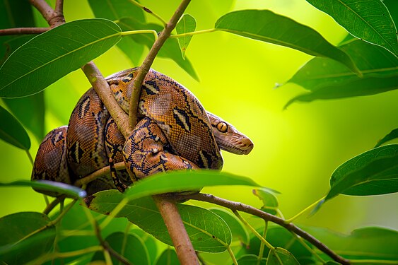 A python that freely enjoys his swing-time along the tree branches. Photographed in Misamis Oriental. Photograph: Kirkamon A. Cabello (CC BY-SA 4.0)