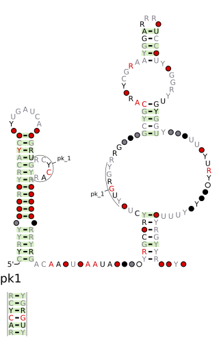 <span class="mw-page-title-main">DUF2800 RNA motif</span>