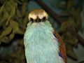 Racquet-tailed Roller