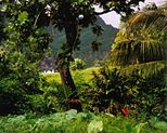 Tropical rainforest, Fatu Hiva Island, Marquesas Islands, French Polynesia.