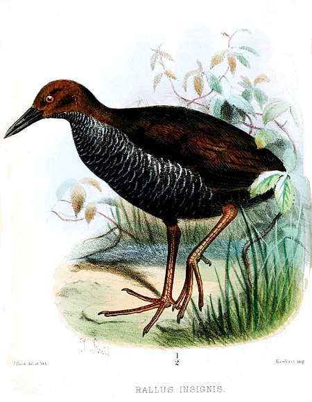 Gallirallus_insignis