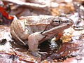 Wood Frog. Adult.