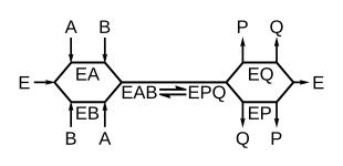 Random-order ternary-complex mechanism for an enzyme reaction. The reaction path is shown as a line and enzyme intermediates containing substrates A and B or products P and Q are written below the line. Random order ternary mechanism.svg