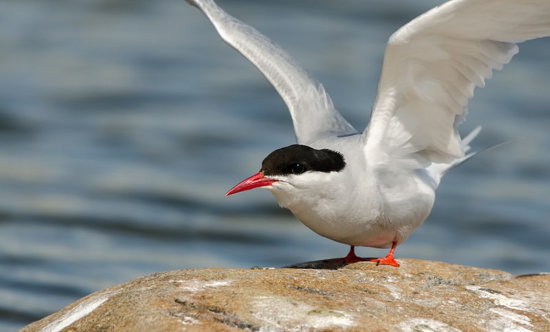 File:Randtiir - Arctic tern - Sterna paradisaea.jpg