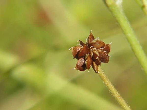 Achene: Ranunculus acris