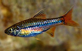 Rasbora sarawakensis