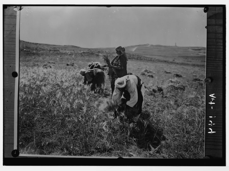 File:Reaping barley harvest. LOC matpc.05396.tif