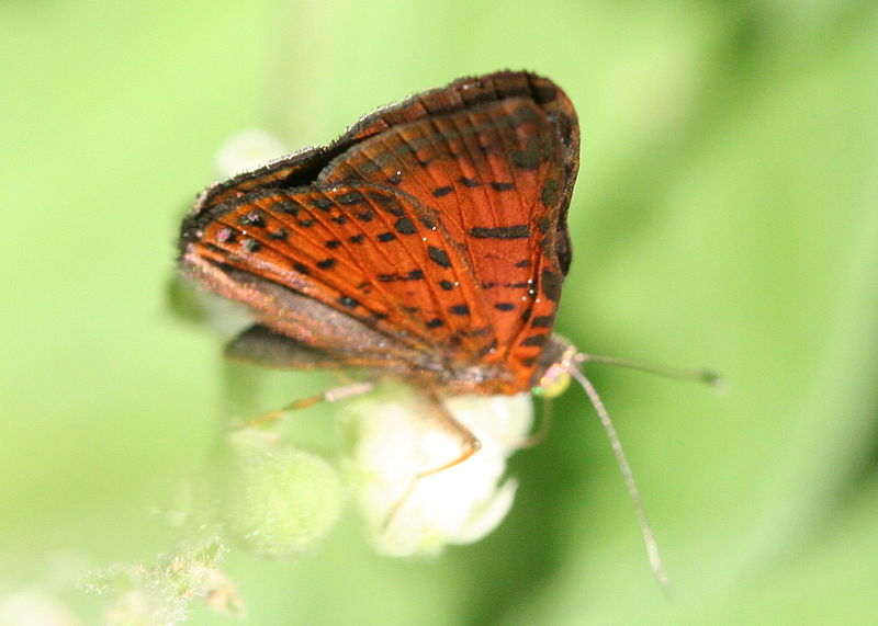 File:Red-bordered metalmark (Caria ino) female ventral.jpg