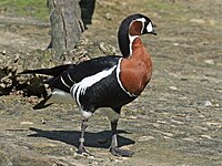 Vörösnyakú lúd (Branta ruficollis)