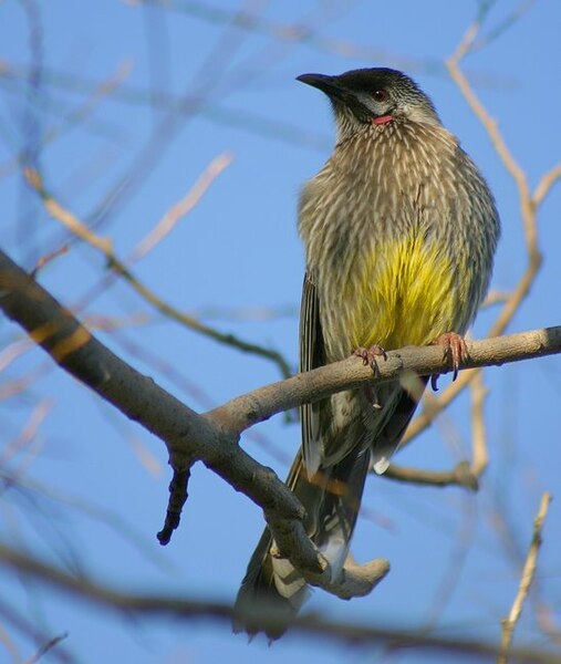 File:RedWattlebird.JPG