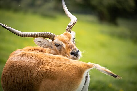 A Red Lechwe at Port Lympne Wild Animal Park