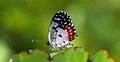 Red Pierrot butterfly is resting on edge of a leaf.
