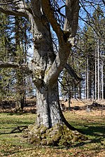 Thumbnail for File:Reisalpe Fagus sylvatica 01 20200411.jpg