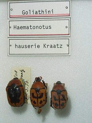 <i>Rhinocoeta hauseri</i> Species of beetle