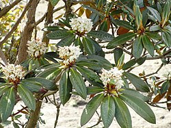 Rhododendron alutaceum var. russotinctum - University of Copenhagen Botanical Garden - DSC07561.JPG