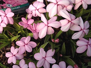 <i>Rhodohypoxis baurii</i> Species of flowering plant