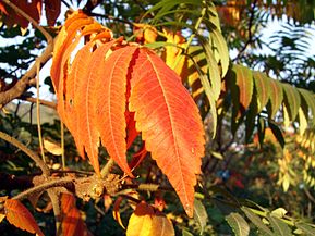 Rhus typhina