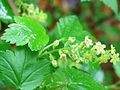 flowers and a leaf