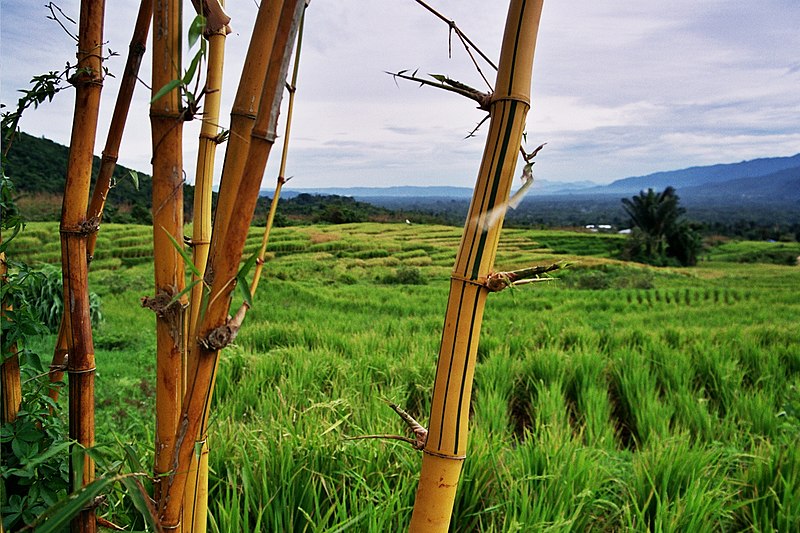 File:Rice Field - Indonesia.jpg