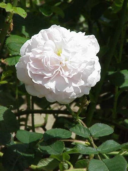Rosa alba2.jpg